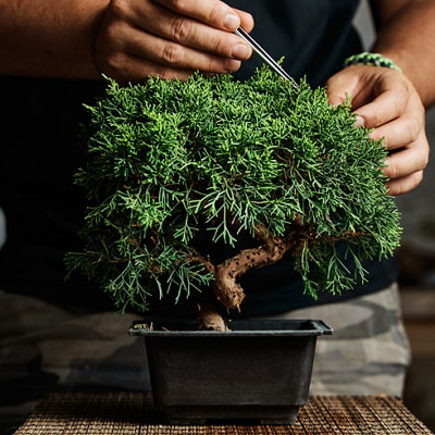 Potted Plant, Vase, Plant
